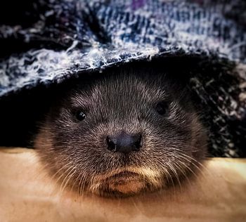 Atemberaubend niedliches Porträt eines europäischen Fischotterbabys