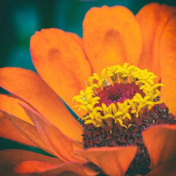 Macro van een oranje bloem