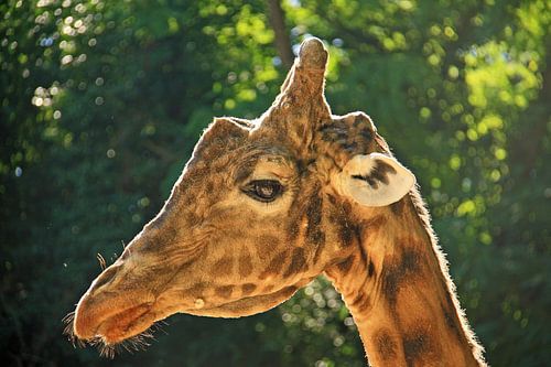 Giraf komt even kijken tijdens etenstijd