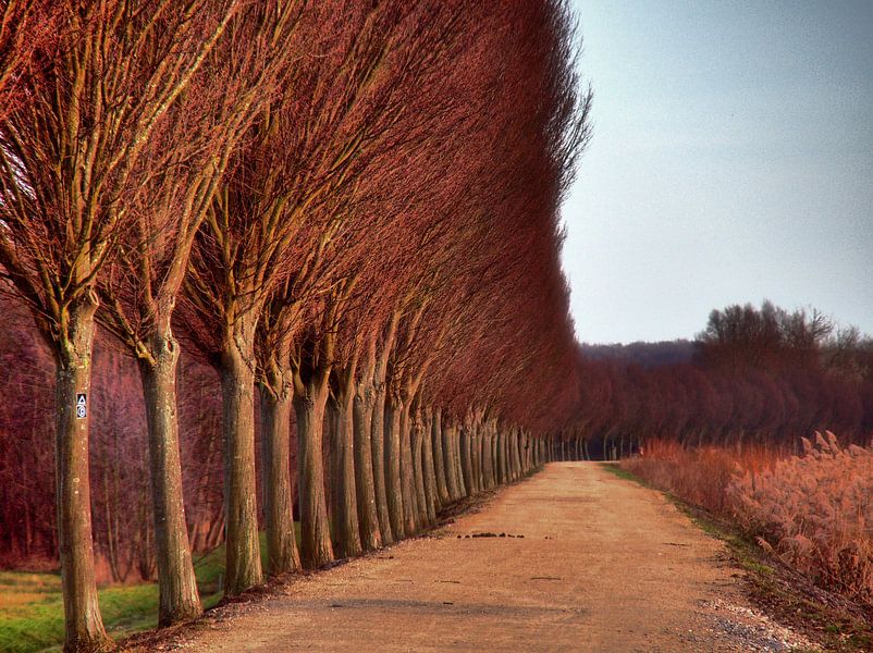 Kanaal Bomen van Edgar Schermaul