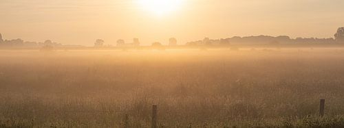 Morgen auf der Wiese