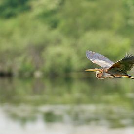 Purple heron flies low over the water. by Johan Kalthof