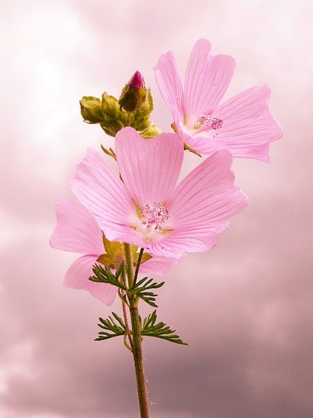 Rosa Blüten von Fayola Henderikse