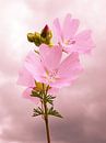 Rosa Blüten von Fayola Henderikse Miniaturansicht