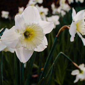 Lichtgele, bloeiende Narcis van Carla van Dulmen
