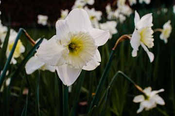 Jaune clair, floraison Jonquille sur Carla van Dulmen