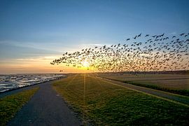Fliegende Gänse von Anjo Kan