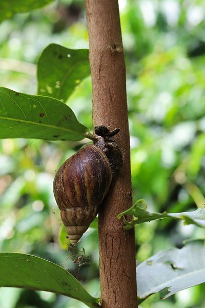Escargot géant par Cre8yourstory