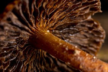 The mushroom spores are waiting for a new breeze by Hans de Waay