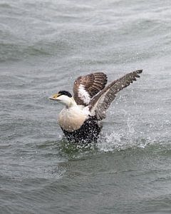 Eine Eiderente auf dem Meer vor Island