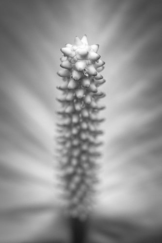 Close-up of a flower in black and white