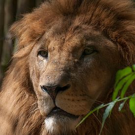 Lions : Parc animalier d'Amersfoort sur Loek Lobel