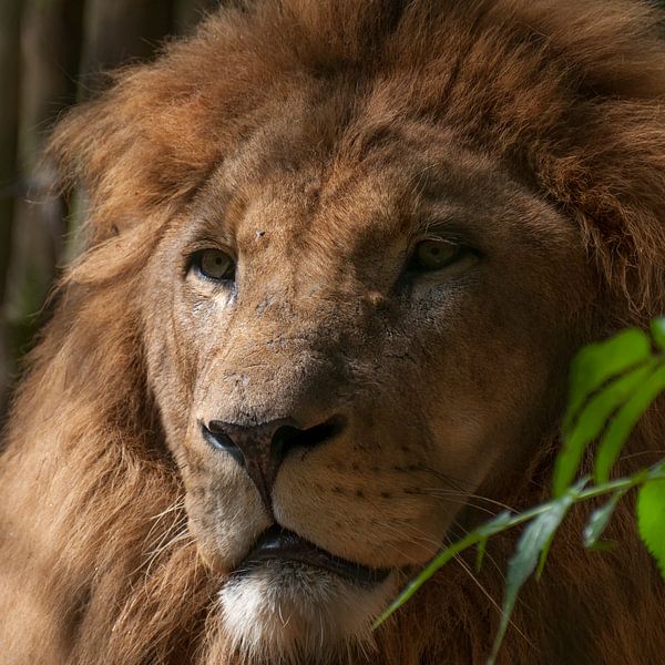 Löwen : Tierpark Amersfoort von Loek Lobel