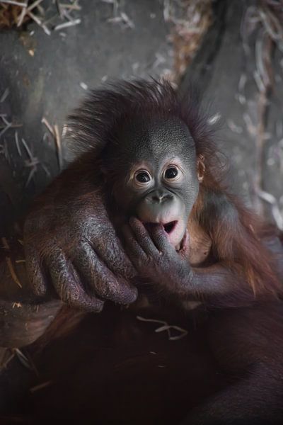 Drôle d'allure pour un bébé. Un mignon petit bébé orang-outan au sein et une grande main fiable de s par Michael Semenov