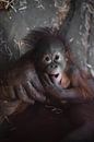 Drôle d'allure pour un bébé. Un mignon petit bébé orang-outan au sein et une grande main fiable de s par Michael Semenov Aperçu