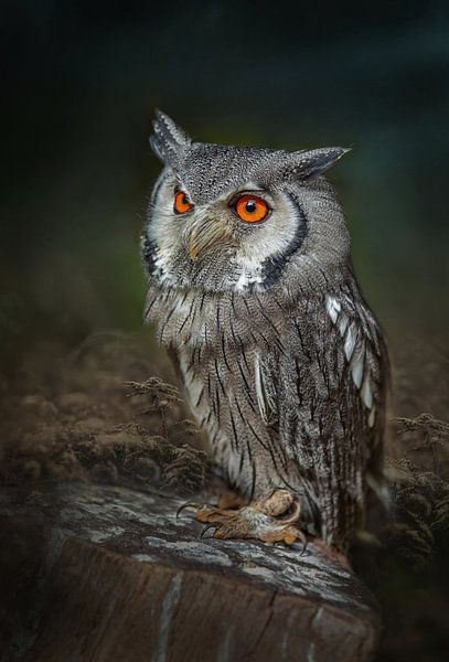Northern white-eared owl by Lisette van Peenen