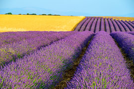 Lavendelblüten in der Provence bei Sonnenuntergang von Sjoerd van der Wal Fotografie