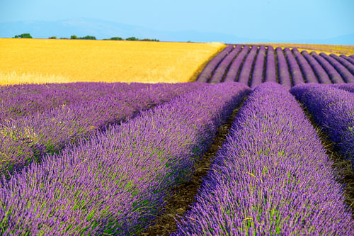 Lavendel in bloei in de Provence bij zonsondergang
