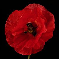 Mohn