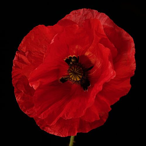Mohn