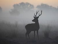 Red deer in a beautiful foggy landscape