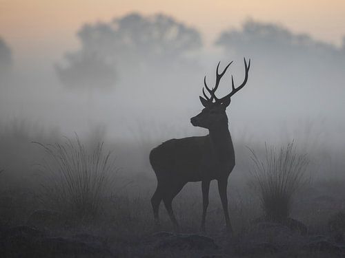 Rothirsch in einer stimmungsvollen, nebligen Landschaft