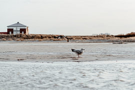 Des mouettes sur la plage hivernale de Norddeich