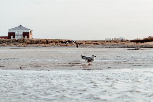 Des mouettes sur la plage hivernale de Norddeich sur Catrin Grabowski