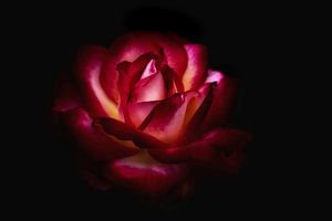 Magnificent Rose