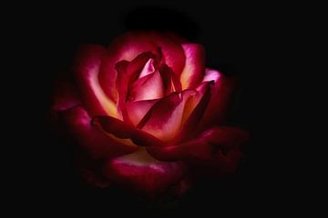 Prachtige roos van marlika art