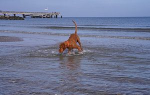 Wasserspiele an der Ostsee mit einem Magyar Vizsla.
