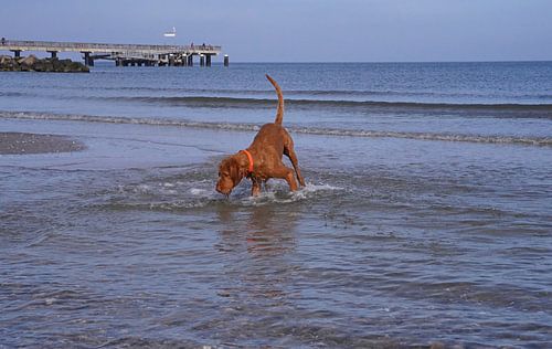 Waterspelletjes aan de Baltische Zee met een Magyar Vizsla.