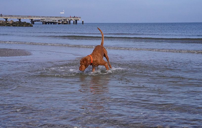 Water games at the Baltic Sea with a Magyar Vizsla. by Babetts Bildergalerie