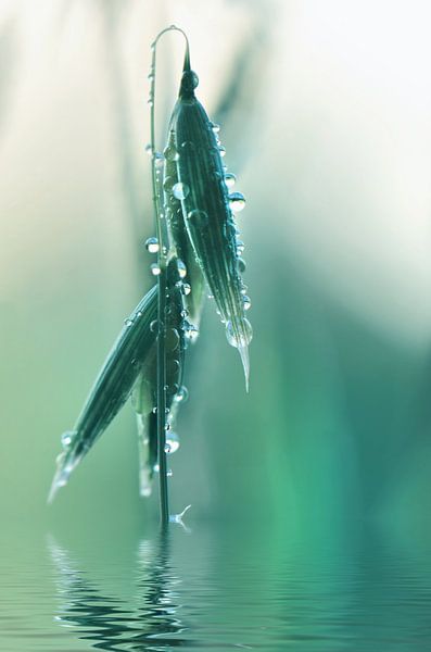 Dewdrops by Violetta Honkisz