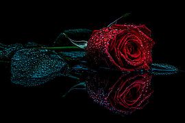 Rote Rose mit Wassertropfen von Art & Soul Creations