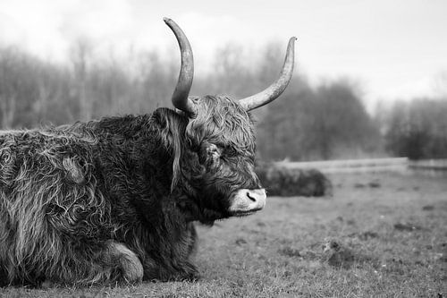 Scottish highlander