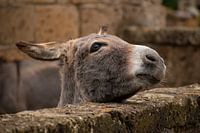 Donkey head