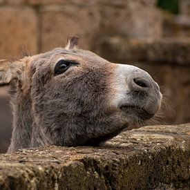 Donkey head by Kenji Elzerman