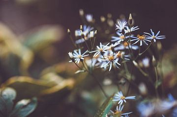 Blumen Teil 206 von Tania Perneel