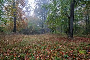 Herbstlicher Wald mit Klosterruine