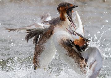 Birds | Great crested grebs during courtship season by Servan Ott