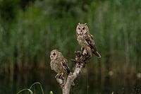 Zwei Eulen in der Nähe des Wassers