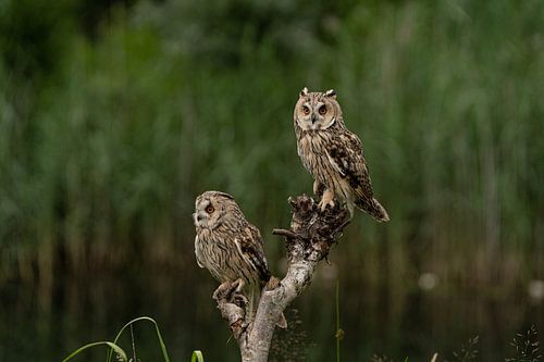 Twee uilen bij het water