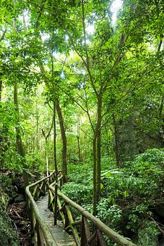 Les images des Caraïbes comptent parmi les motifs les plus populaires pour les peintures murales et les impressions Fine Art. La région séduit par ses eaux cristallines, ses plages de sable blanc, ses ambiances colorées uniques et sa nature tropicale.