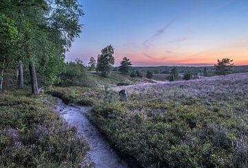 Lüneburger Heide bij schemering van Patrice von Collani