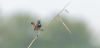 Den Blues singen
