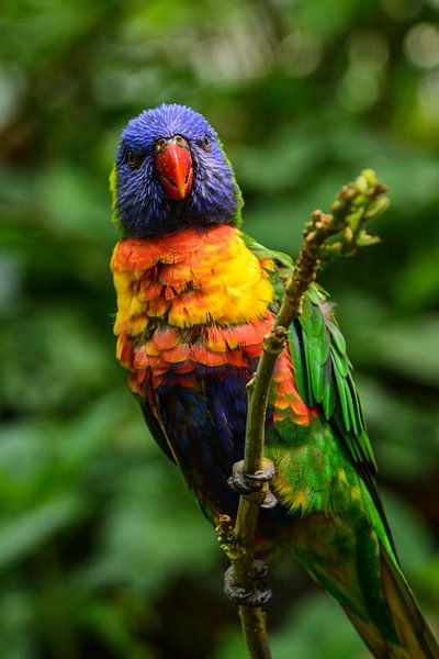 Lori van de Blauwe Bergen par Lisanne Bosch