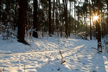 Sneeuw in het bos van Sabina Meerman