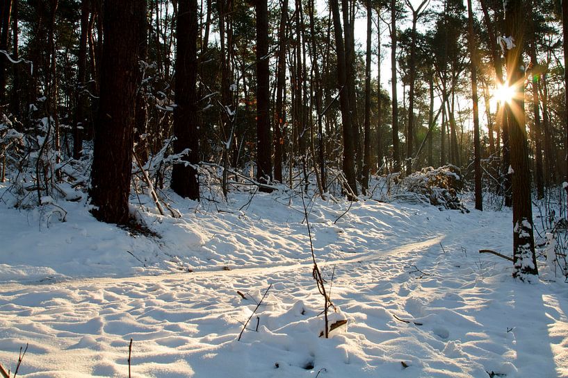 Snow in the forest by Sabina Meerman