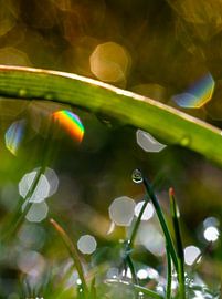 Morning dew with rainbow flares by Elke Holinski